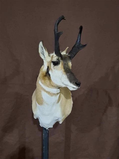 ANTELOPE SHOULDER MOUNTS - OWL RIDGE TAXIDERMY