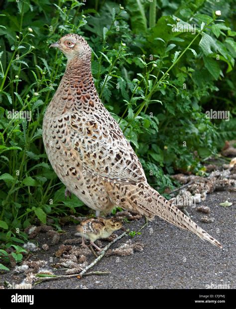 Female Common Pheasant (phasianus colchicus) and Chick, UK Stock Photo ...