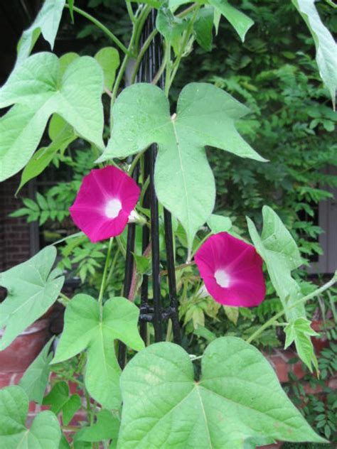 Annual Flowering Vines for Containers – KarensGardenTips.com