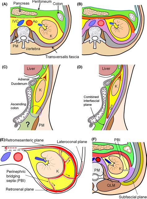 Retroperitoneal Diagram