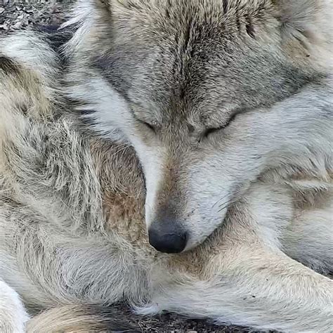 Wolf Conservation Center on Twitter in 2022 | Wolf conservation center, Mexican gray wolf, Wolf