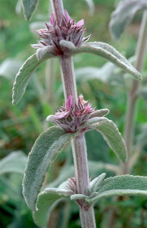 Flower Gallery :: Lamiaceae :: 651_36