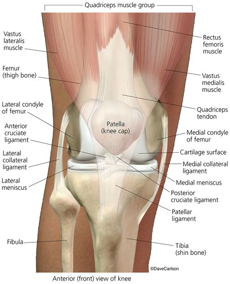 Human Knee Joint - Anterior View 1 | Carlson Stock Art