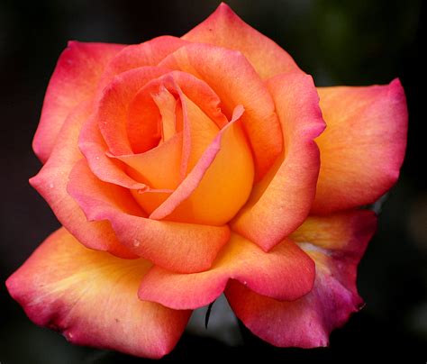 Rose (fleur) — Wikimini, l'encyclopédie pour enfants