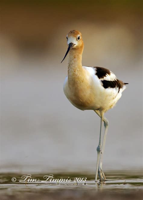 Avocet with Breeding Plumage | Tim Timmis Photography