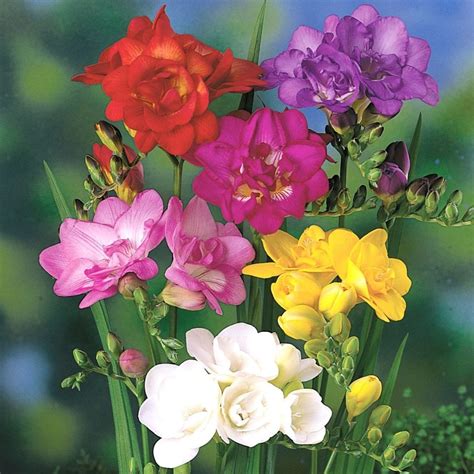 Buy double freesia bulbs Freesia 'double flowering mixed': Delivery by Waitrose Garden