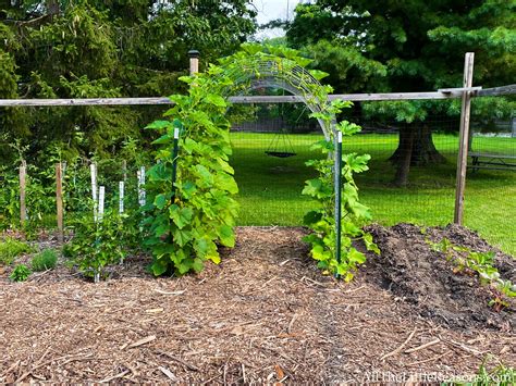 the garden is full of green plants and mulch