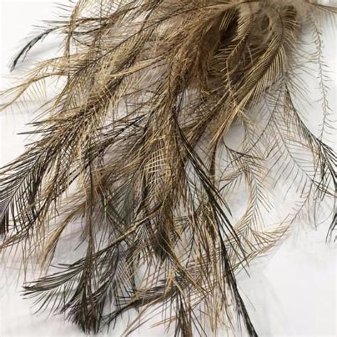 Natural Emu – Feather.com.au