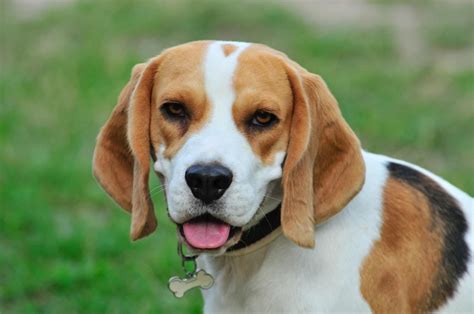 Are Beagles Good With Kids? - Here's 2 Reasons Why