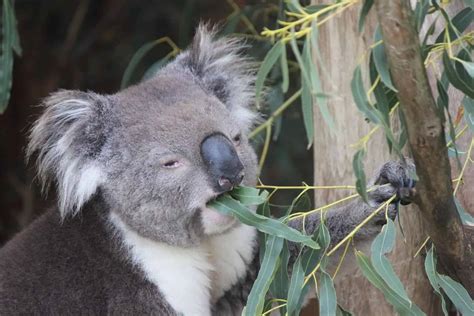 Phillip Island Wildlife Park - Animal Zoo Opening Hours & Ticket Prices