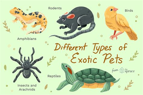 Types of Exotic Pets