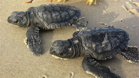 Kemp's ridley sea turtles pick up nesting pace on Padre Island