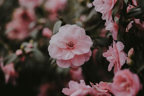 HD wallpaper: Camellia, closeup photography of pink stock camellia flowers | Wallpaper Flare