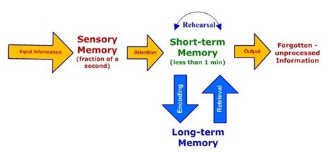 stages of memory - Sensory, Short-term, Long-term Middle School Study Skills, Memory Process ...