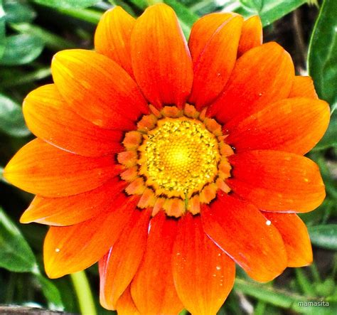 "Big Orange Flower" by mamasita | Redbubble