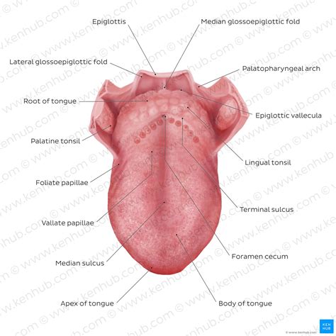 Oral cavity: Anatomy, tongue muscles, nerves and vessels | Kenhub