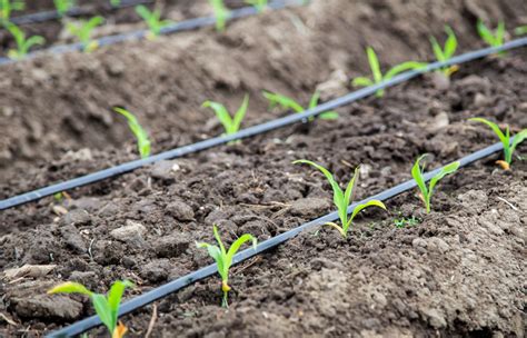 Taranuman Farm Uses Drip Irrigation System