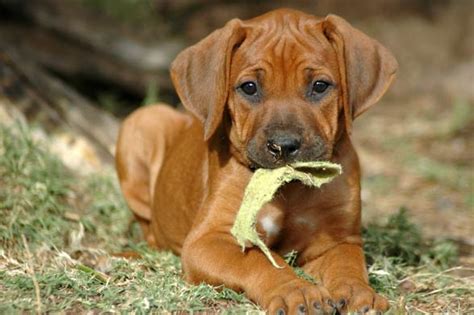 Rhodesian ridgeback – African lion dog | DinoAnimals.com