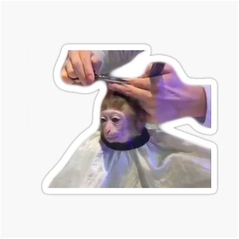 "Monkey Getting A Haircut - Monkey Monke Haircut" Sticker for Sale by bubbliorno | Redbubble