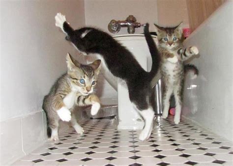 Cat Dance Party