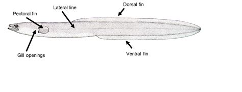 Key features of eel anatomy | NIWA