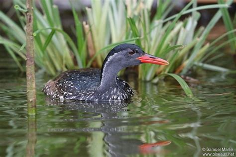 African Finfoot - Podica senegalensis male adult - sama251442