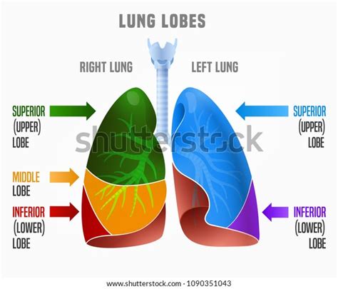 4 Lungs With Their Lobes Images, Stock Photos & Vectors | Shutterstock