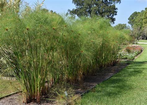 Ancient papyrus performs in Mississippi gardens | Mississippi State University Extension Service