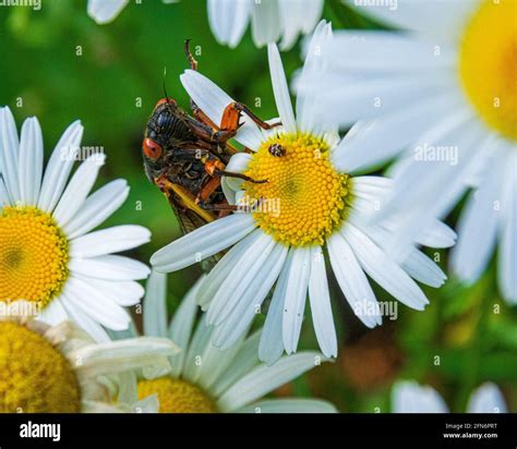 17 year cicadas hi-res stock photography and images - Alamy