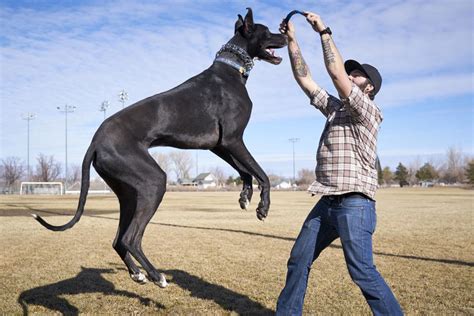 What Are the Top 10 Tallest Dog Breeds? - PetHelpful