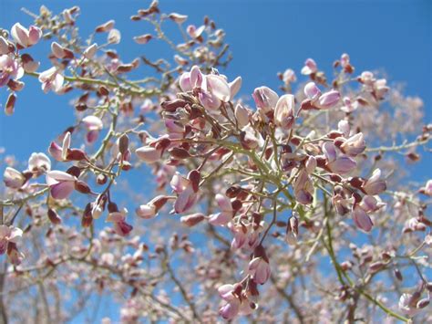 Ironwood trees: Senior citizens of the desert | Local news | tucson.com