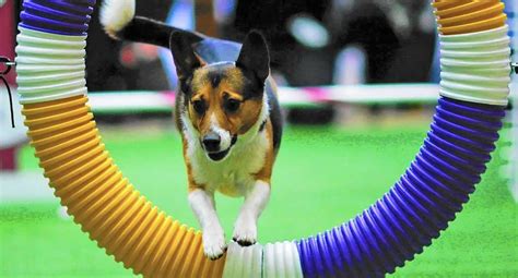 Which Club Hosts Better Dog Shows: AKC, UKC, or IABCA?