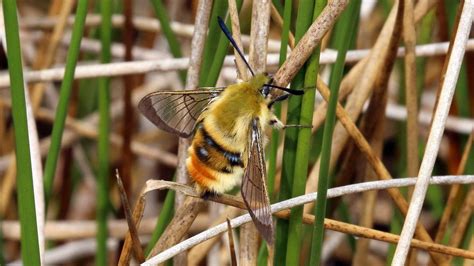 Rare narrow-bordered bee hawk-moth spotted at new sites - BBC News