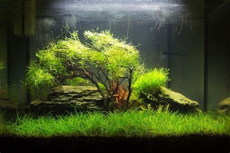 Java moss care | Aquarium landscape, Planted aquarium, Aquarium design