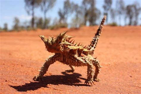 Chihuahuan Desert Animals