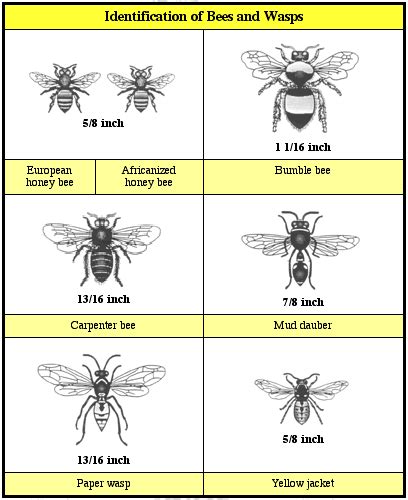 Pin by Ecoshield Pest Solutions on Bees | Africanized bees, Bee identification, Bee