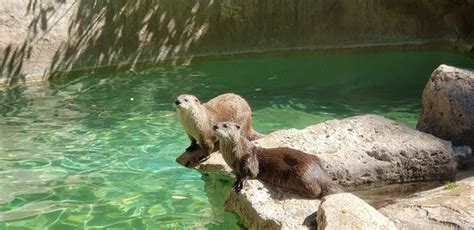 Idaho Falls Zoo at Tautphaus Park - 아이다호 폴스 - Idaho Falls Zoo at ...