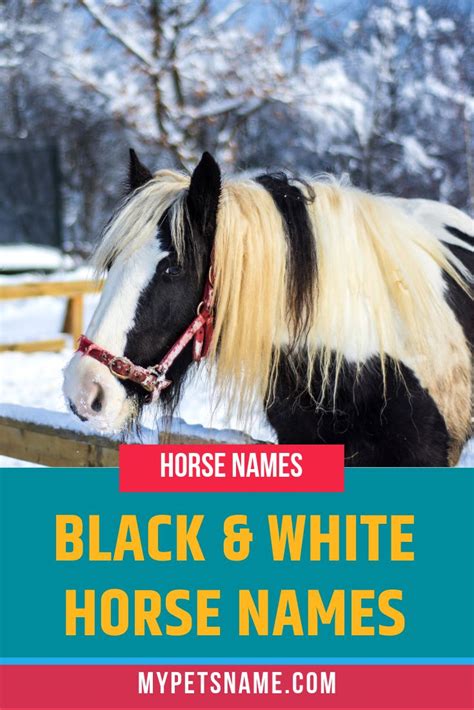 Black And White Horse Names | Horses, Pet names, Horse names