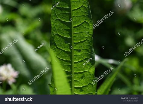 Real Leaf Veins Vascular Tissue Stock Photo 2180583637 | Shutterstock