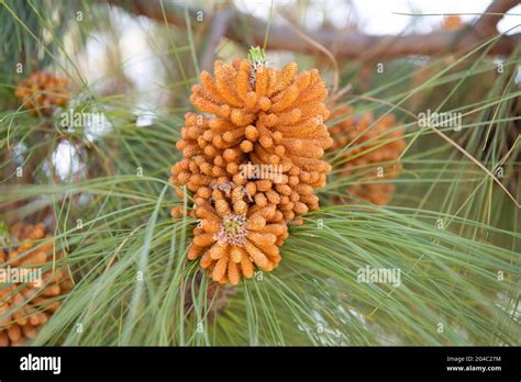 Male pollen staminate pine cones or strobili on needle-leaved coniferous tree, pinecones Stock ...