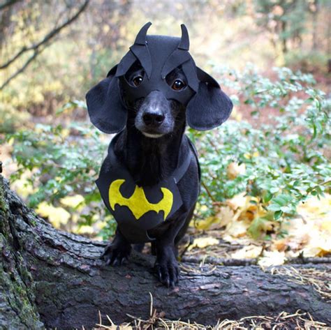 16 pictures that prove Dachshunds totally own Halloween – SheKnows