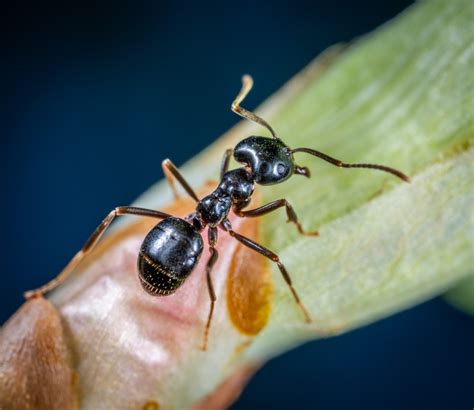 Banco de imagens : inseto, Carpenter ant, formiga, Pragas, Invertebrado ...