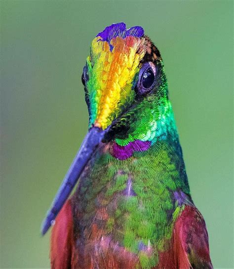 🔥 Rainbow Hummingbird : r/NatureIsFuckingLit