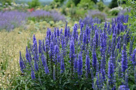 Speedwell, Veronica spicata 'Dark Blue Moody Blues' | Ryeland