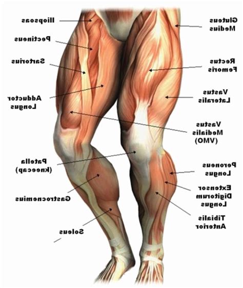 Tendon Diagram Leg : Anatomy Of Leg Muscles And Tendons Anatomy Diagram ...