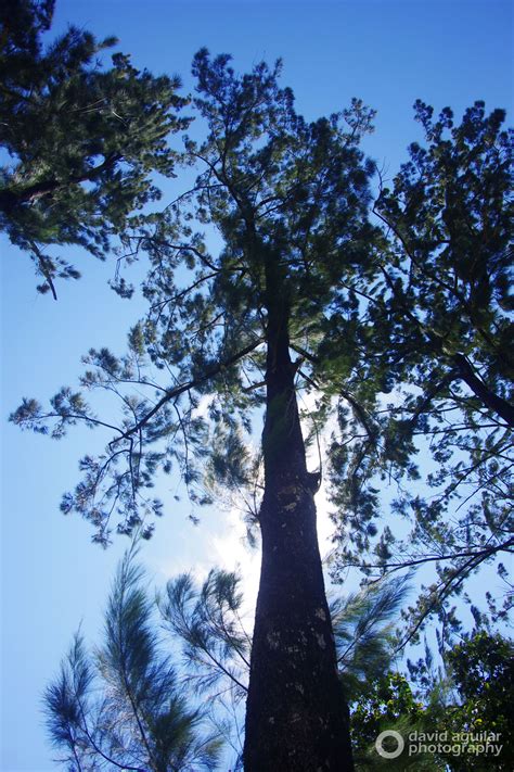 #arbol de #pino in Costa Rica