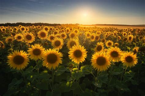 Discover the national flower of Ukraine: the sunflower – 10 Hunting