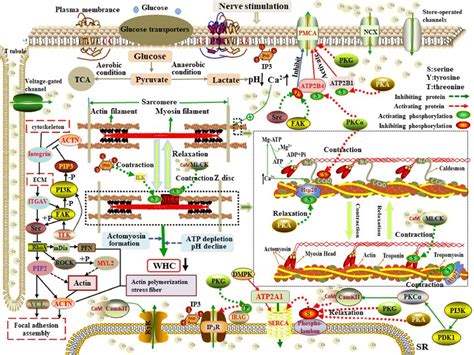 The mechanism of WHC variation in skeletal muscle contraction and... | Download Scientific Diagram