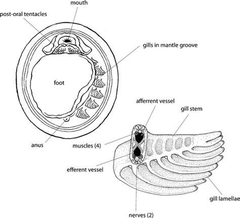 Monoplacophorans and the Origin and Relationships of Mollusks | Evolution: Education and ...