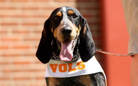 ut vols mascot smokey x | Apr 12, 2014; Knoxville, TN, USA; Tennessee ...